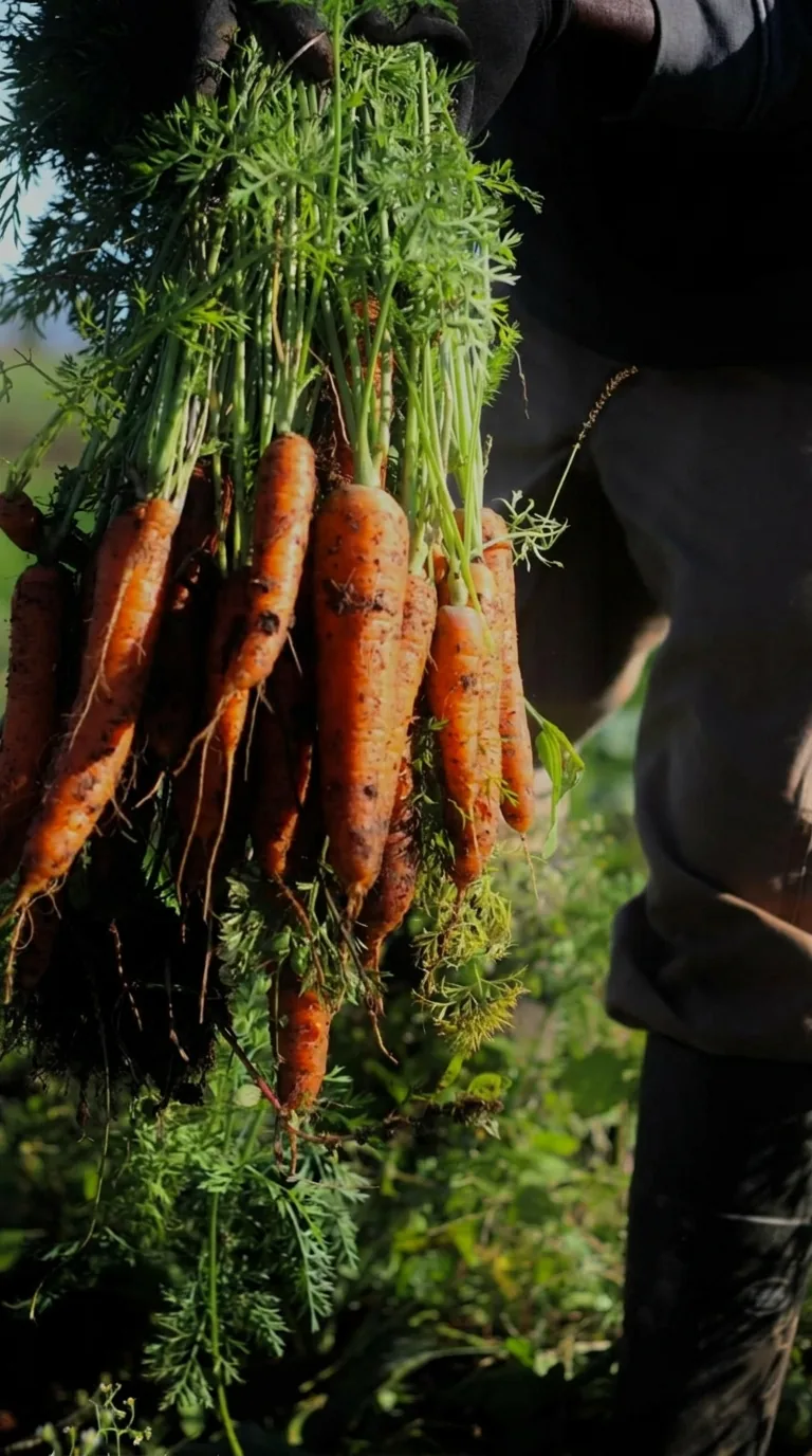 A bunch of carrots held up, just pulled