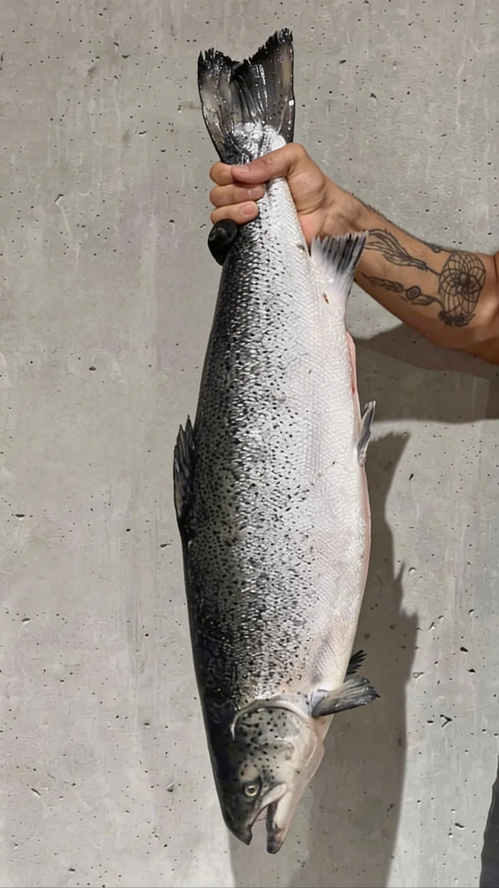 A whole salmon held up by the tail against concrete